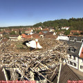 11_45-nest.jpg