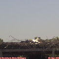11_50-mast.jpg