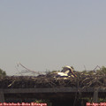11_55-mast.jpg