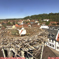 11_55-nest.jpg