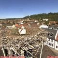 12_00-nest.jpg