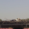 12_15-mast.jpg