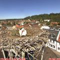 12_15-nest.jpg