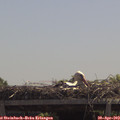 12_20-mast.jpg