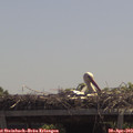 12_25-mast.jpg