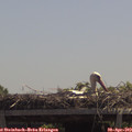 12_35-mast.jpg
