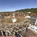 12_40-nest.jpg