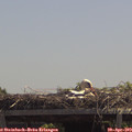 12_50-mast.jpg