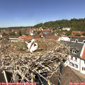 12_50-nest.jpg