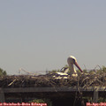 12_55-mast.jpg