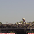 13_00-mast.jpg
