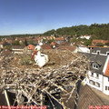 13_00-nest.jpg