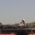 13_05-mast.jpg
