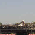 13_10-mast.jpg