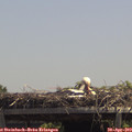 13_15-mast.jpg