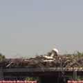 13_25-mast.jpg