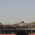 13_30-mast.jpg