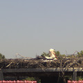 13_35-mast.jpg
