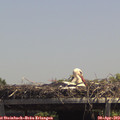 13_40-mast.jpg