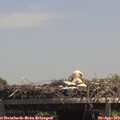 13_45-mast.jpg