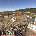 13_50-nest.jpg