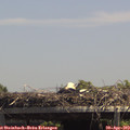 13_55-mast.jpg
