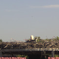 14_00-mast.jpg