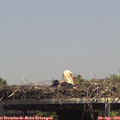 14_15-mast.jpg