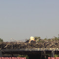14_20-mast.jpg