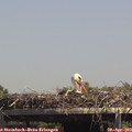 14_25-mast.jpg