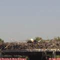 14_30-mast.jpg