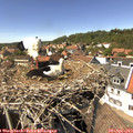14_35-nest.jpg