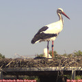 14_50-mast.jpg