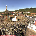 14_50-nest.jpg