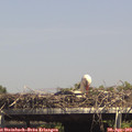 15_00-mast.jpg