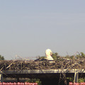 15_05-mast.jpg
