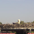 15_10-mast.jpg