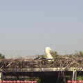 15_15-mast.jpg