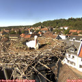 15_15-nest.jpg