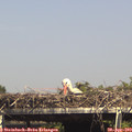 15_20-mast.jpg