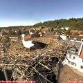 15_20-nest.jpg