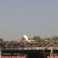 15_25-mast.jpg