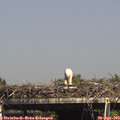 15_30-mast.jpg