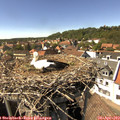 15_30-nest.jpg