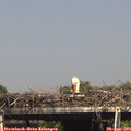 15_45-mast.jpg