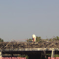 15_50-mast.jpg