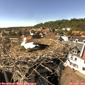 15_50-nest.jpg