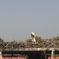 15_55-mast.jpg