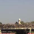 16_00-mast.jpg
