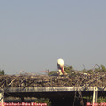 16_05-mast.jpg